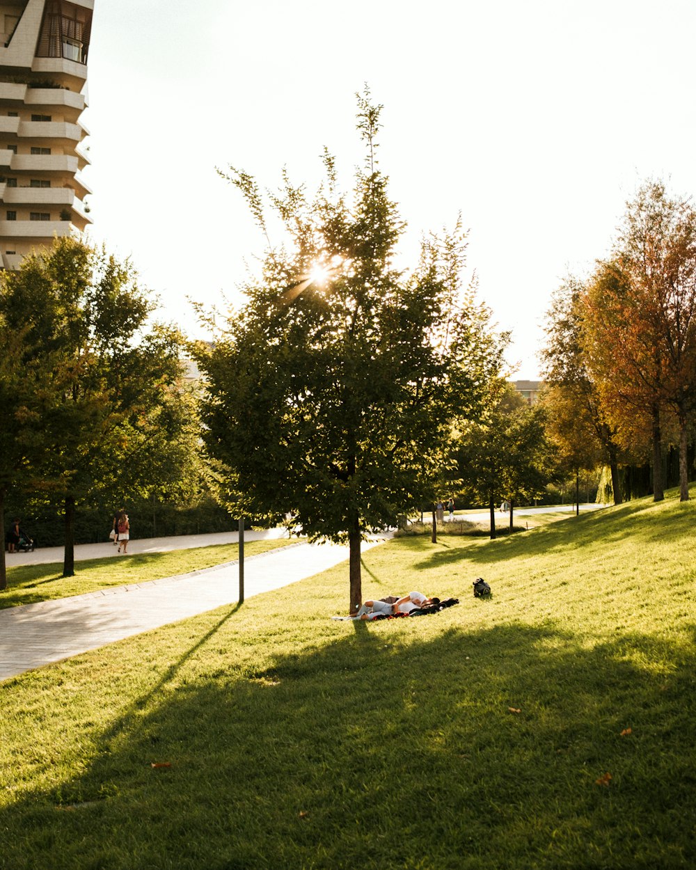 a group of trees in a park