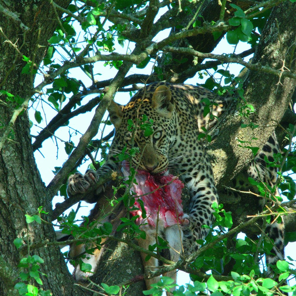 a leopard in a tree