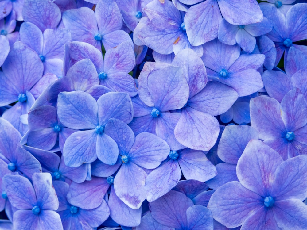 a group of purple flowers