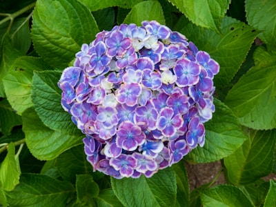 A cluster of vibrant hydrangea flowers showcasing a mix of purple, blue, and white petals surrounded by lush green leaves. The petals exhibit intricate patterns and variations in color as they blend together.