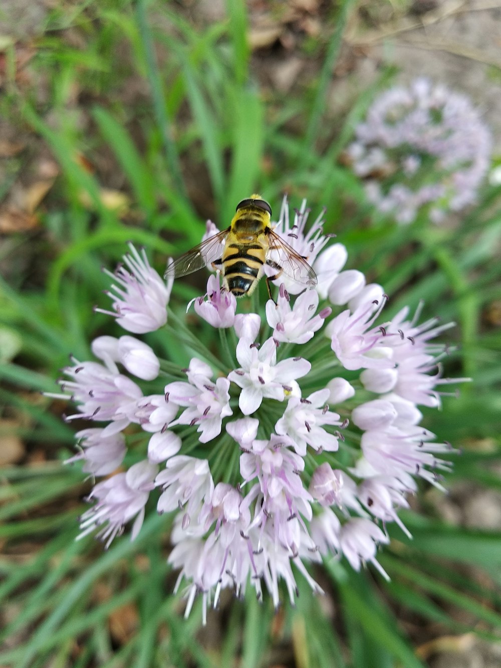 a bee on a flower