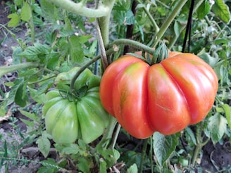 a group of tomatoes growing on a vine