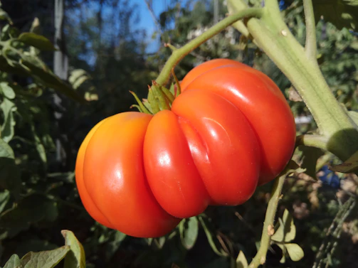 A vibrant field of ripe tomatoes ready for harvest under a bright blue sky.