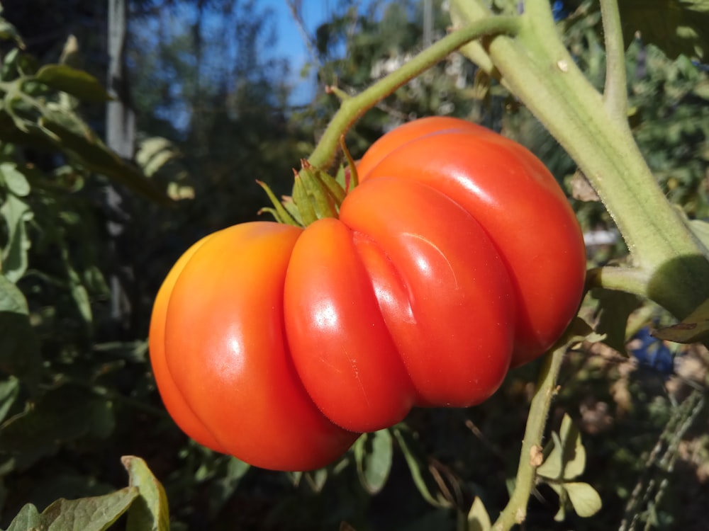 a red pepper on a plant