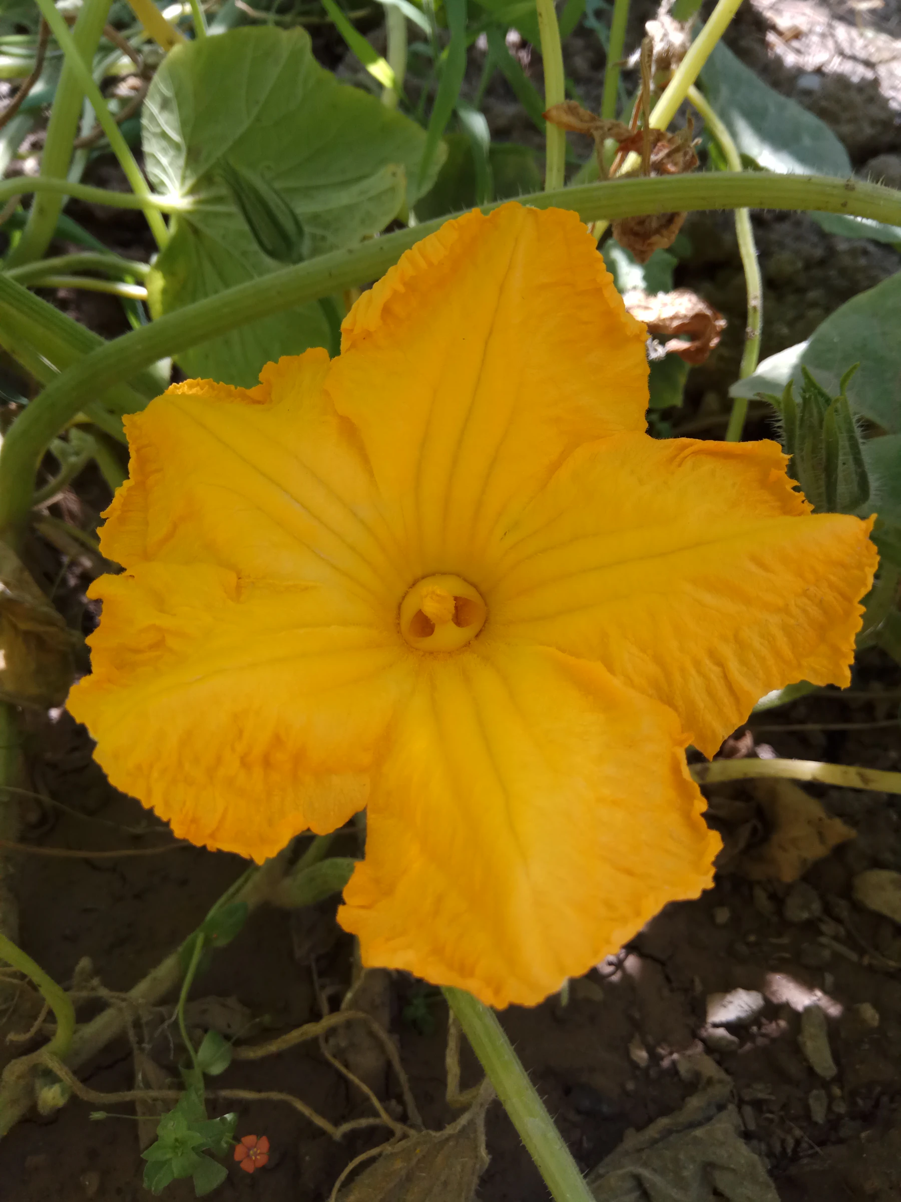 One wide-open yellow squash blossom above bare soil and green vine stems