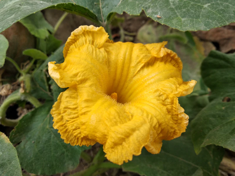Fiori di Zucca