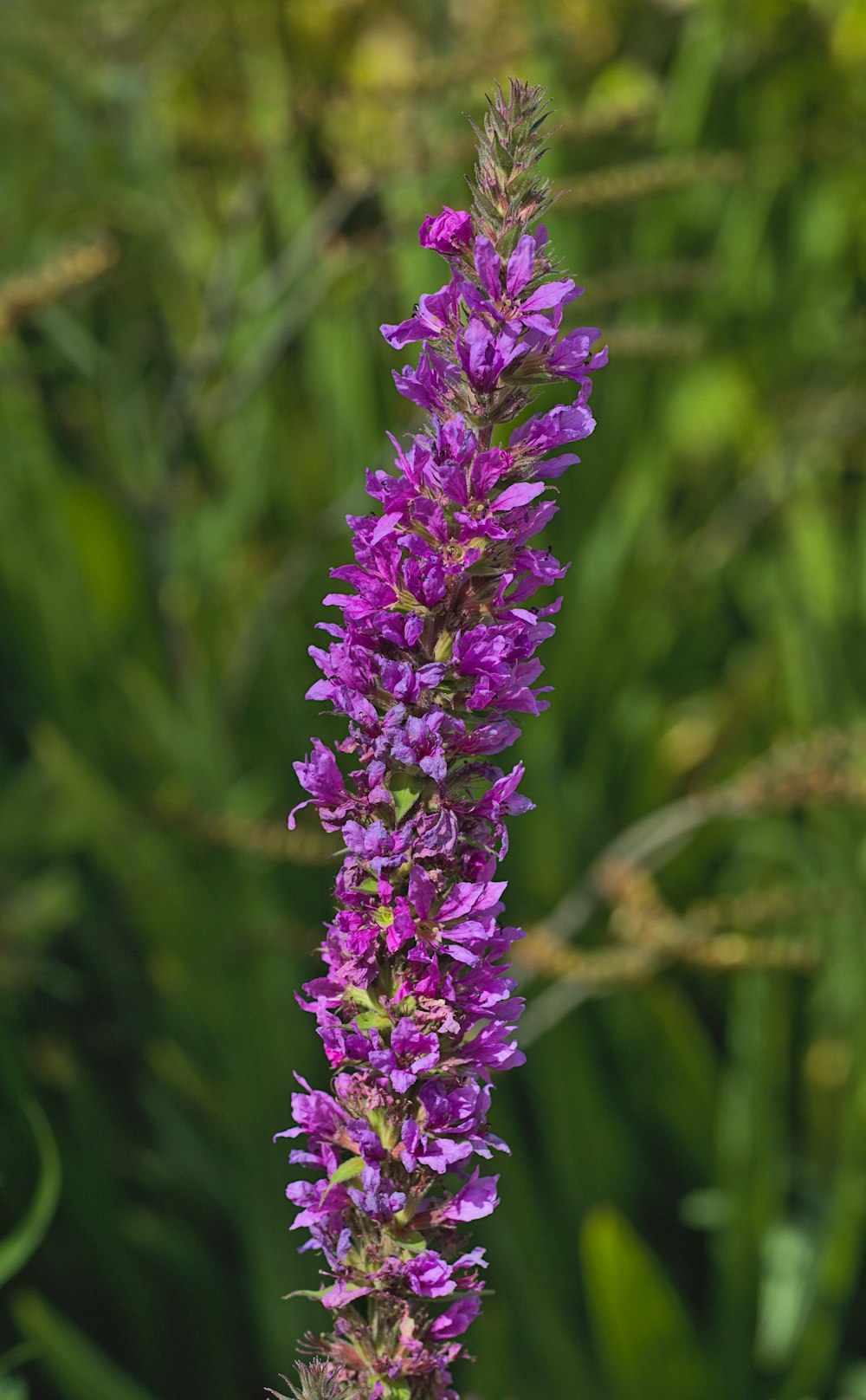 a purple flower with green leaves