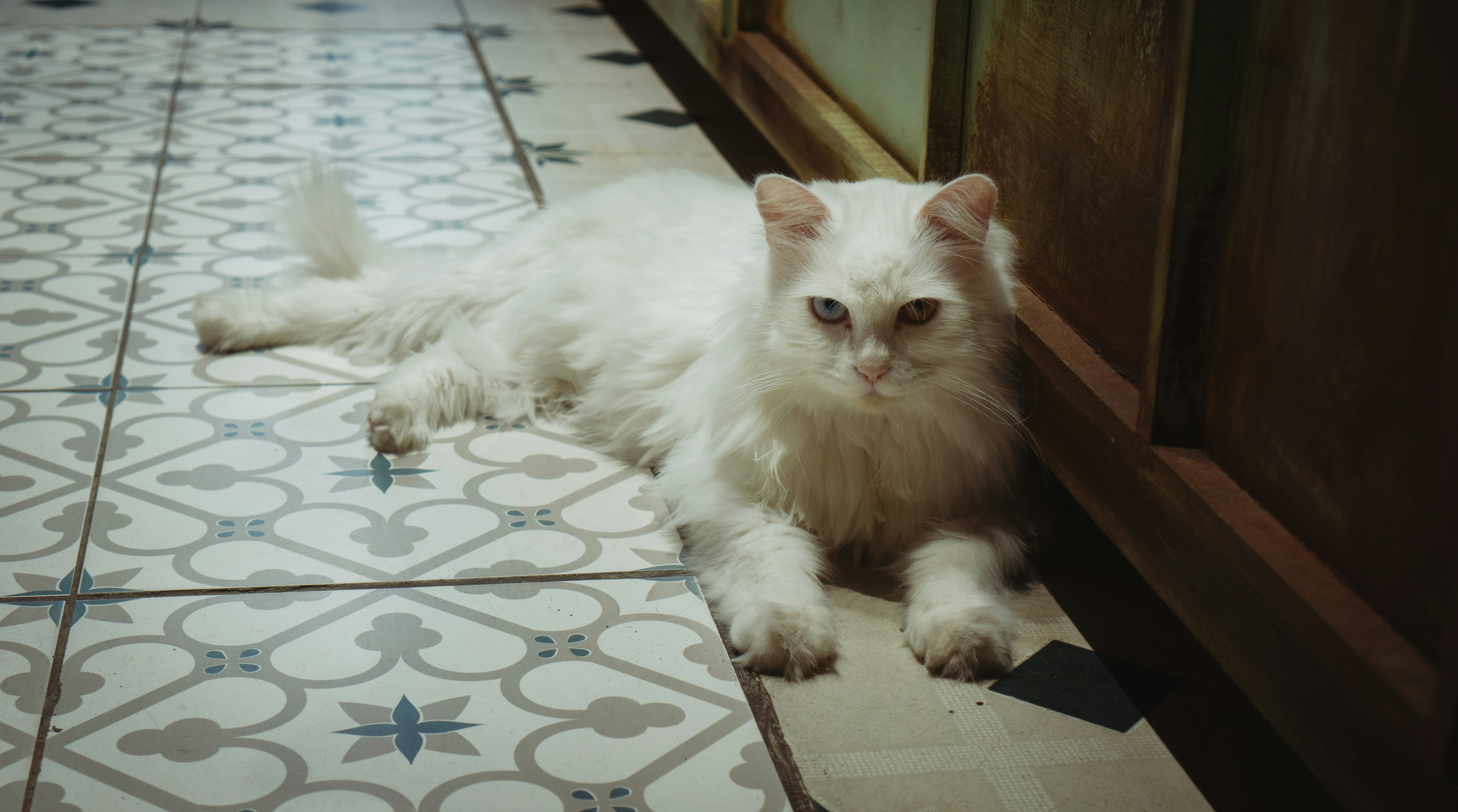 a cat lying on a tile floor