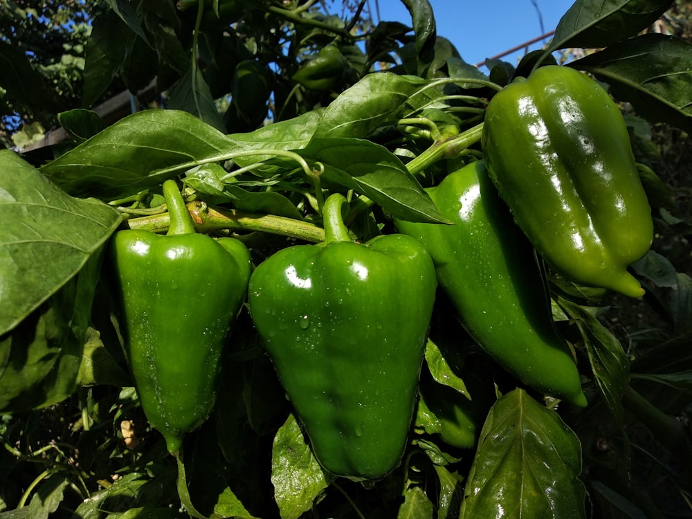 a group of green peppers on a plant