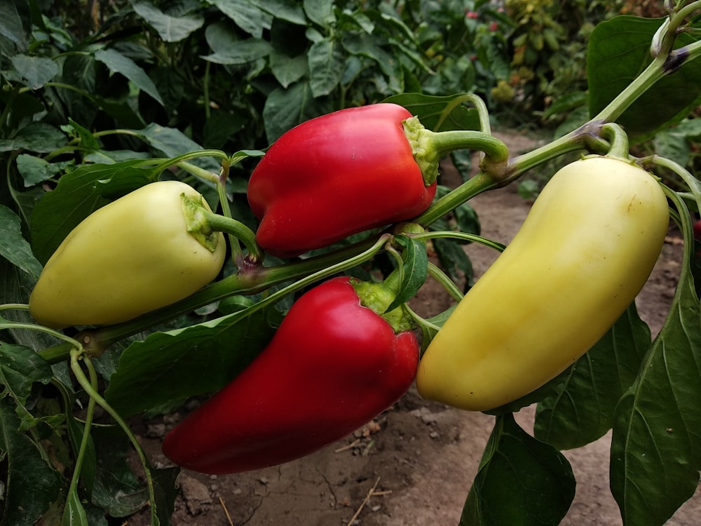 a group of tomatoes growing on a vine