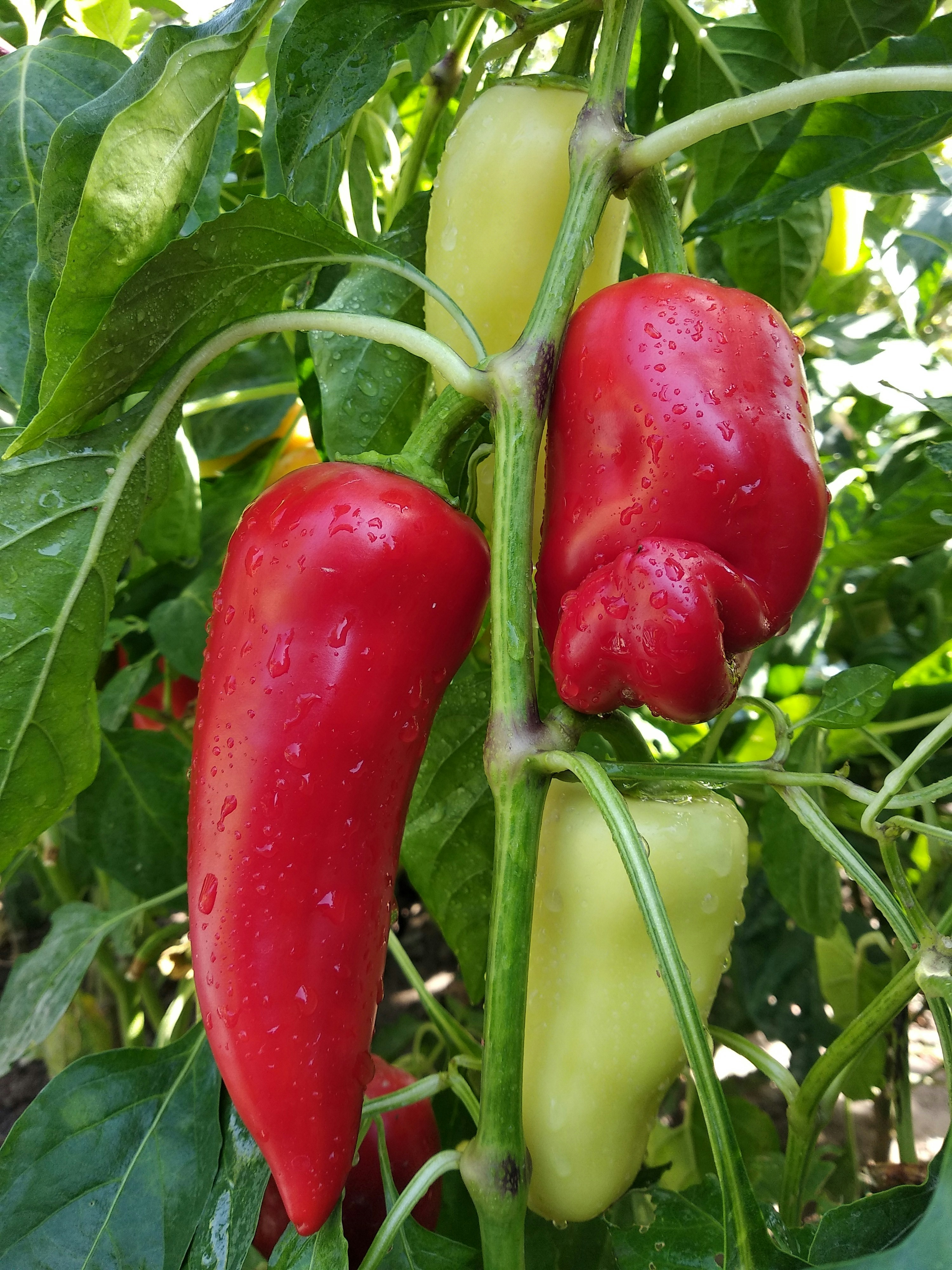 A bell pepper plant with green peppers.