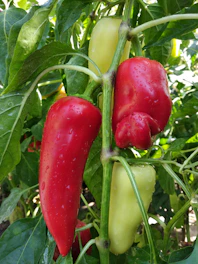 a group of peppers