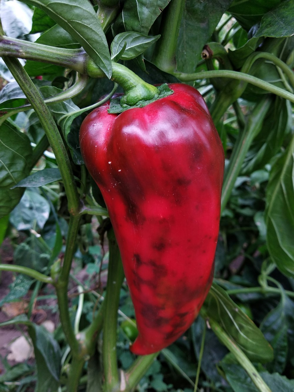 a red bell pepper on a plant