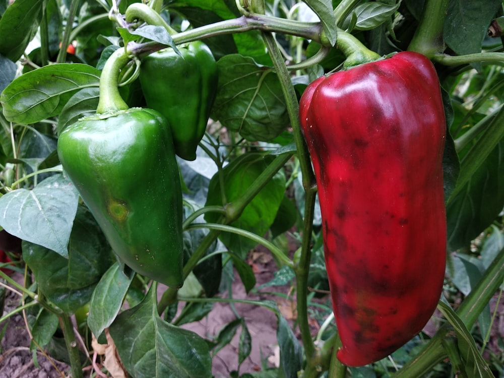 a group of peppers growing on a plant