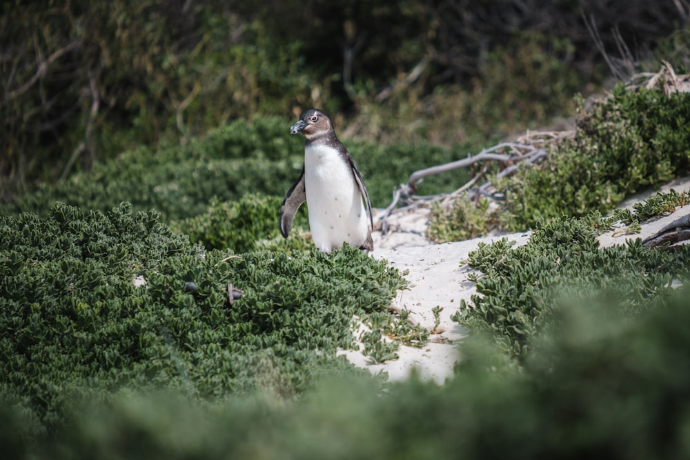 a penguin standing on a rock