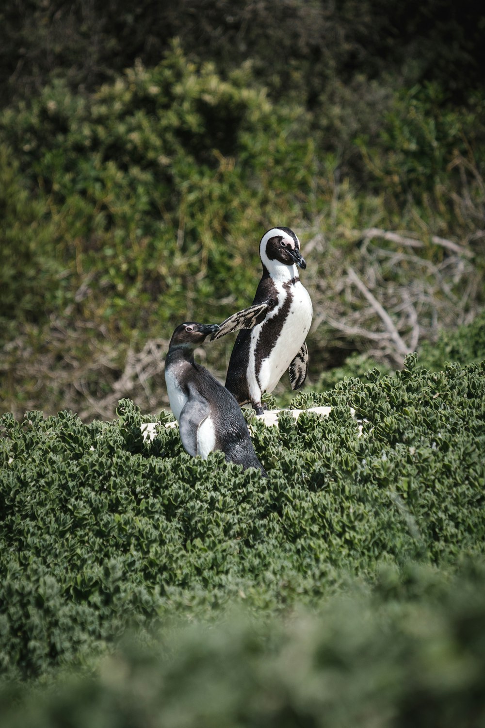 茂みの上のペンギンのカップル