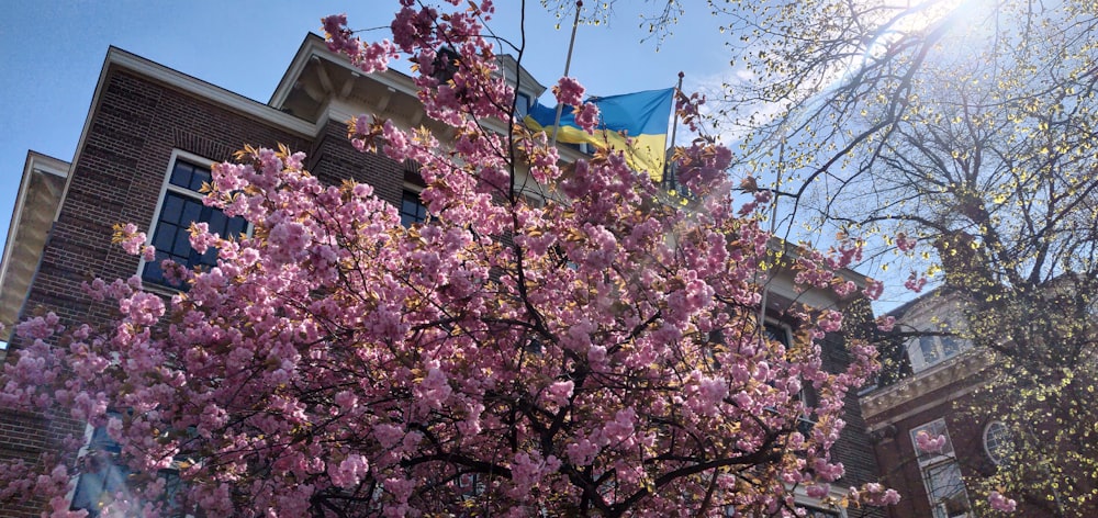 a tree with pink flowers