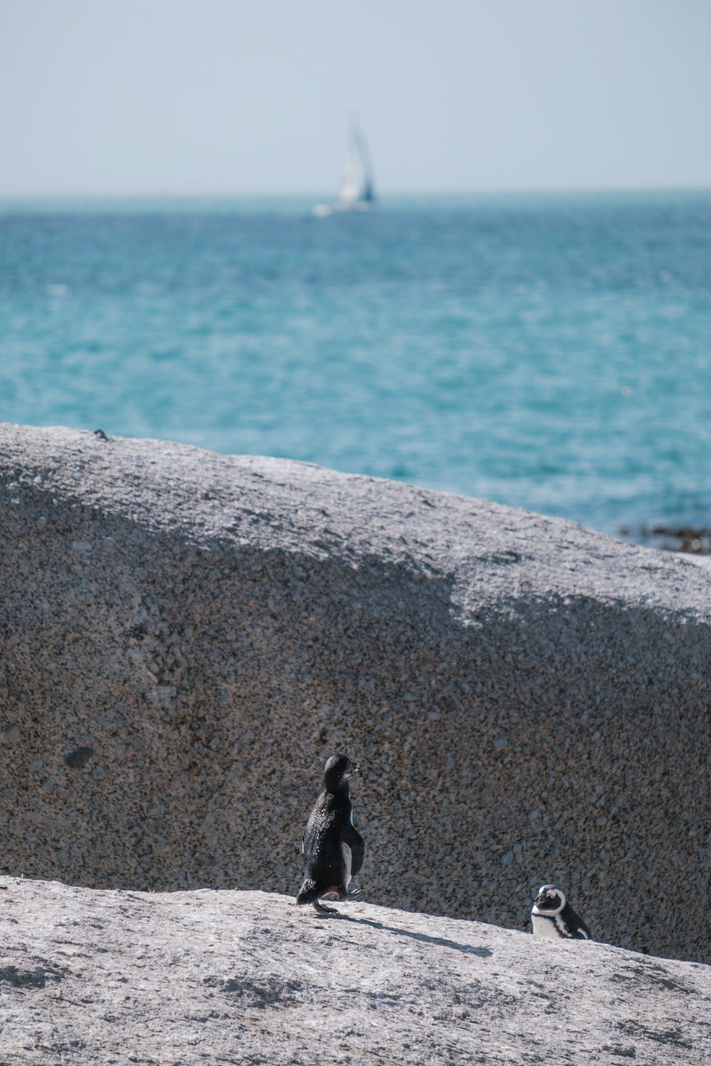a penguin on a rock