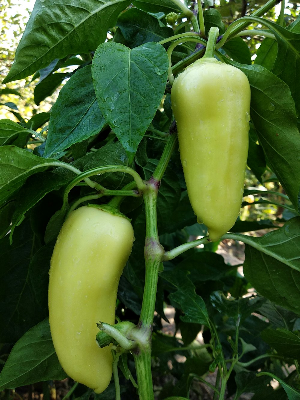 a group of green peppers on a plant