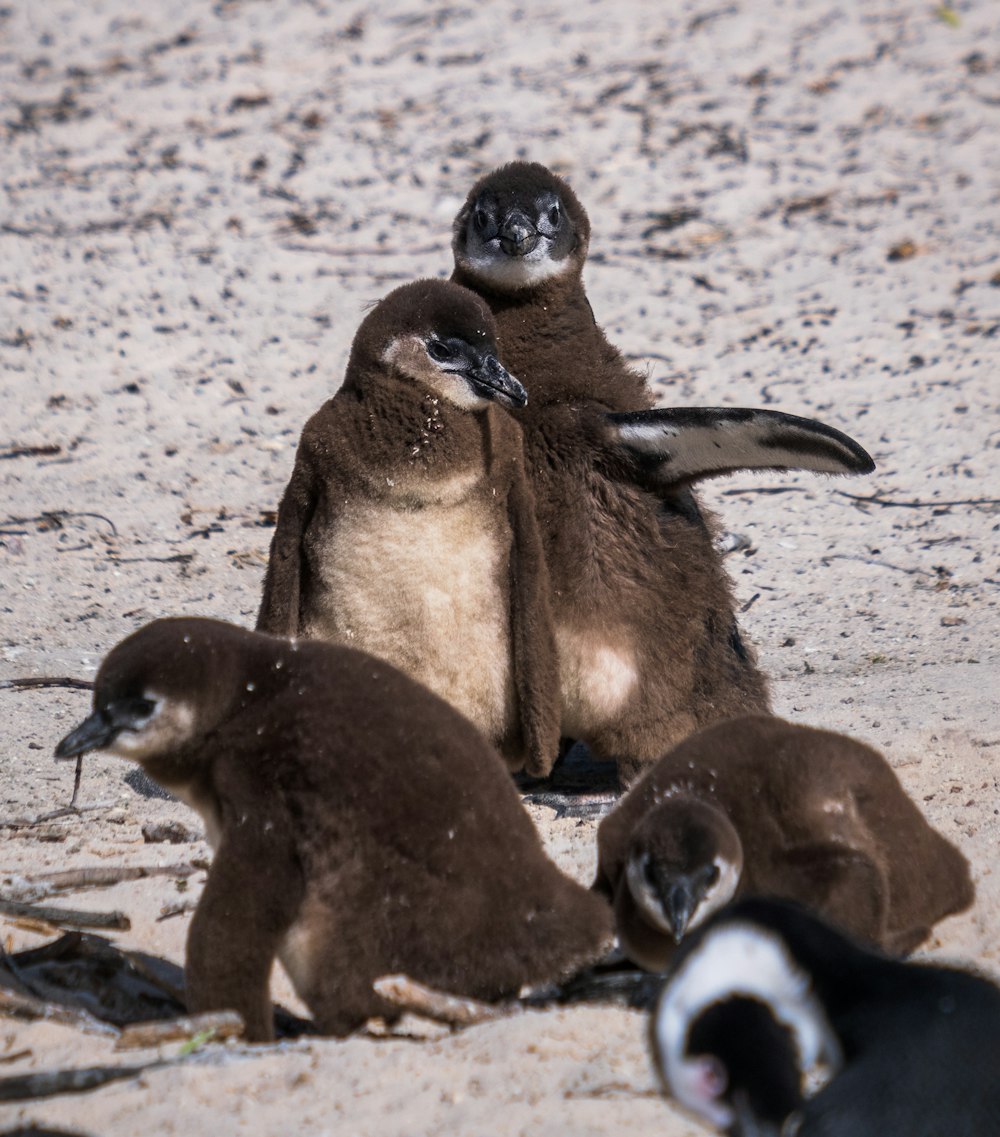 um grupo de pinguins bebês