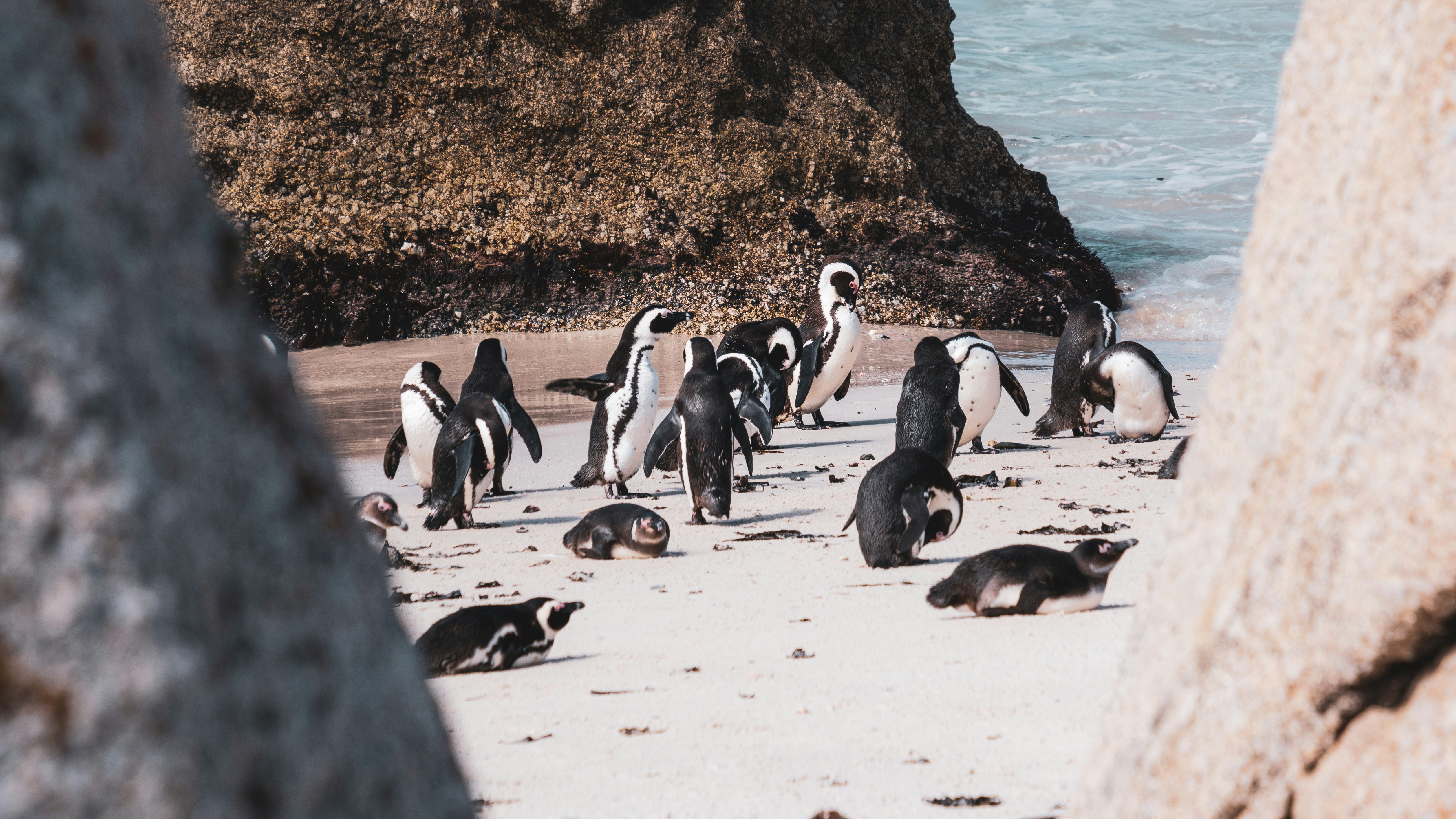 a group of penguins on a beach, african penguins at boulders beach at the cape peninsula