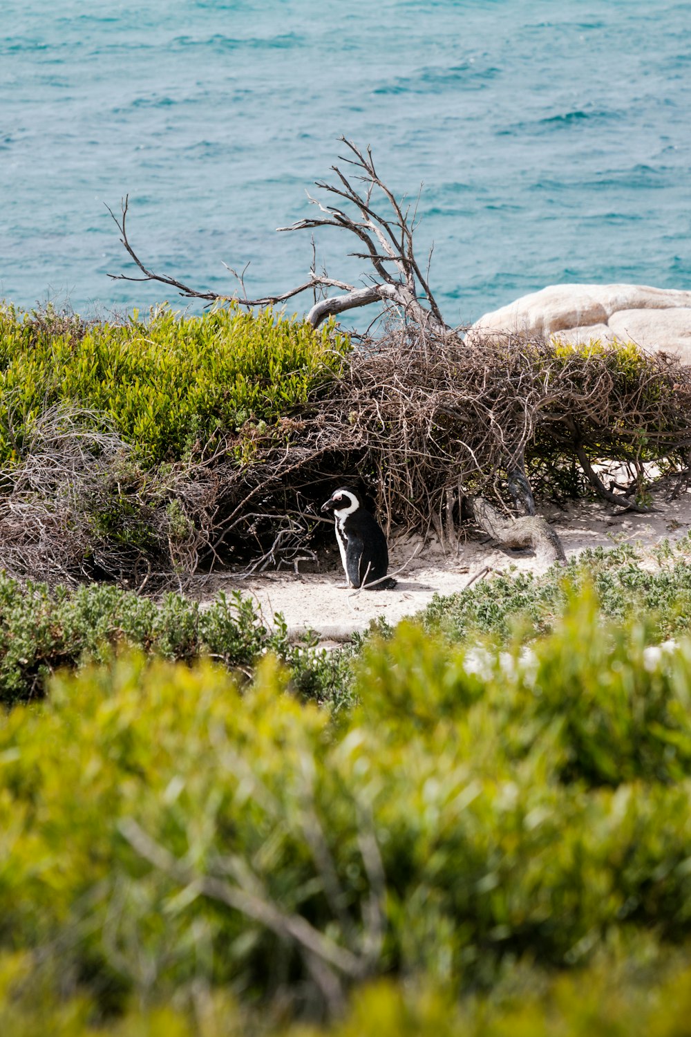 a bird standing on a rock by the water