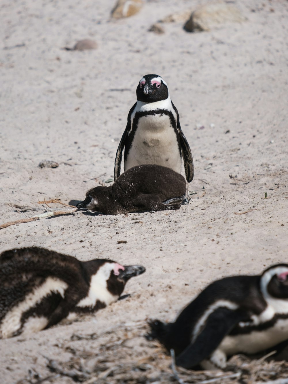 um grupo de pinguins em uma superfície arenosa