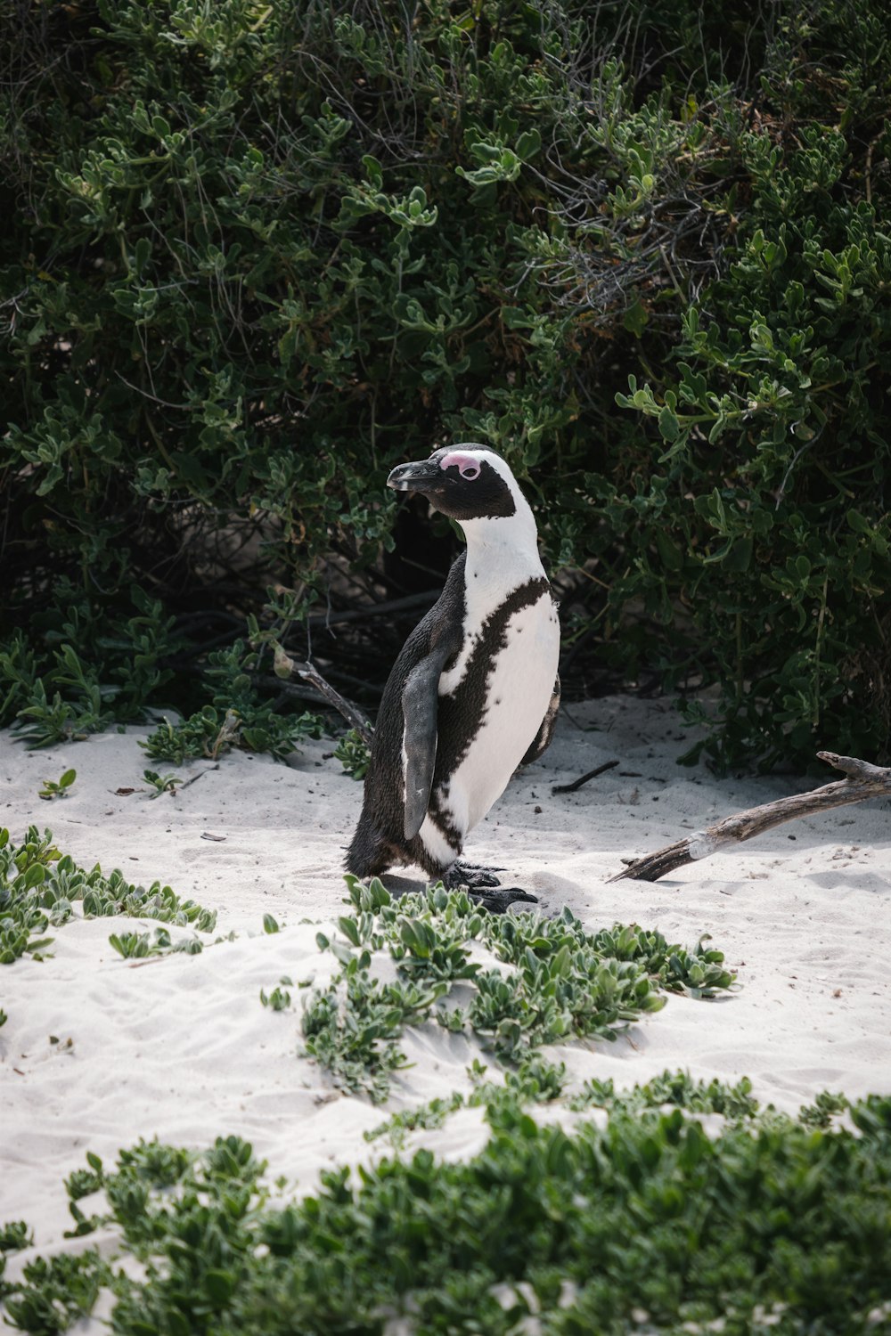 a penguin standing on sand