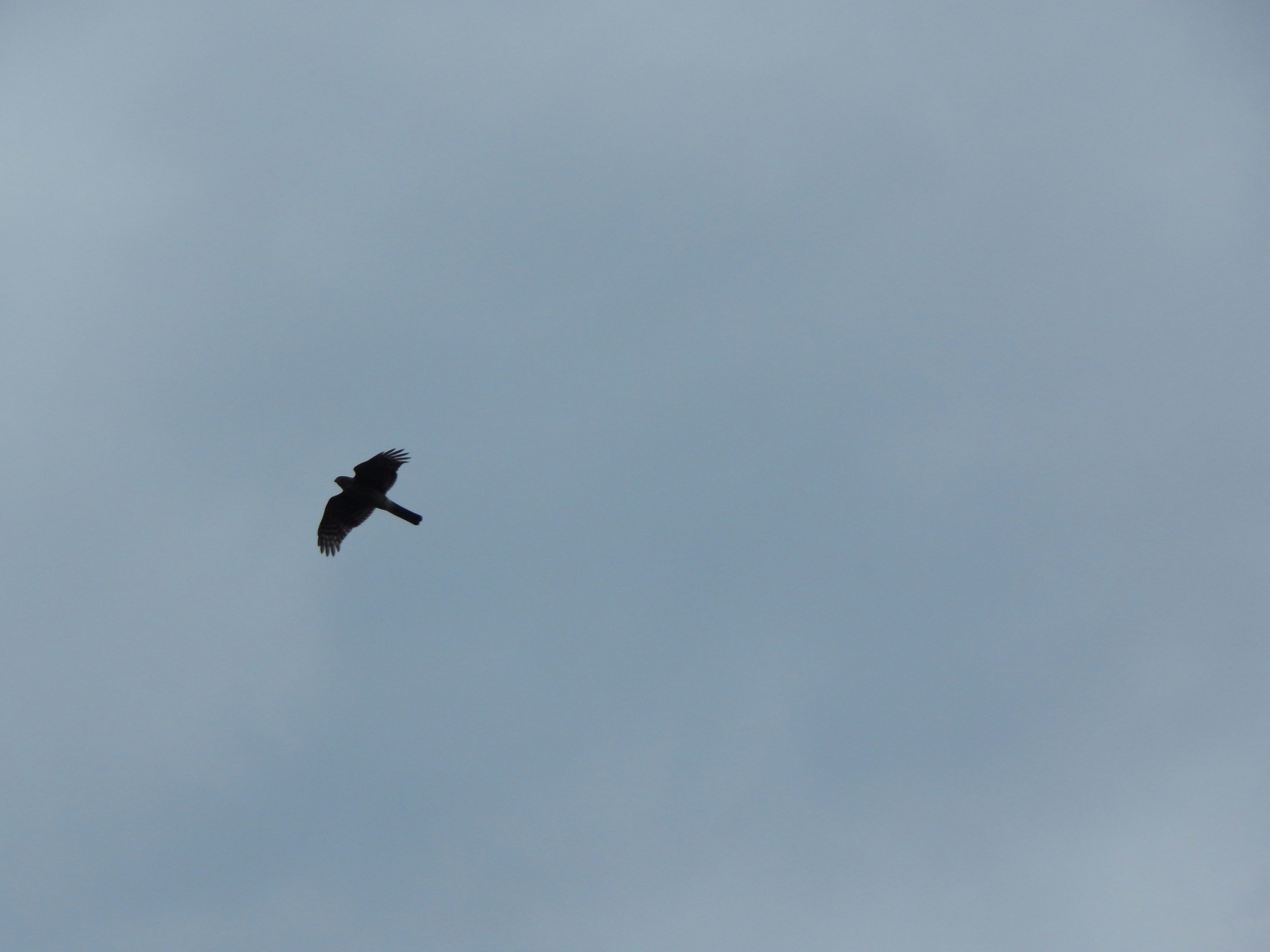 Photo by scarlettweiss