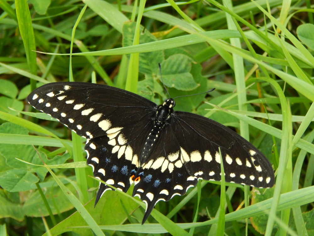 a butterfly on grass