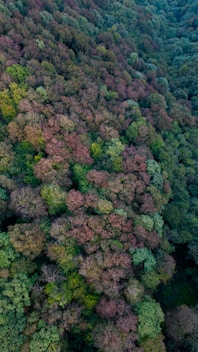 a large group of trees