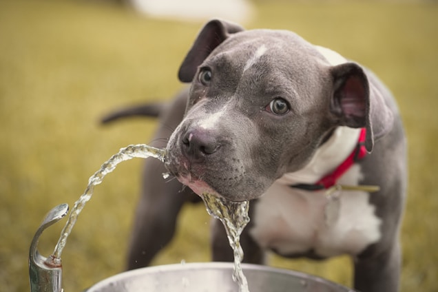 a dog drinking water from a faucet