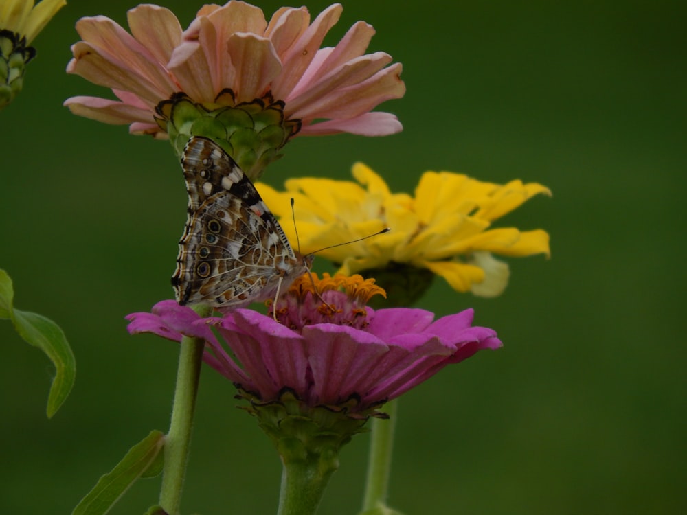 Un papillon sur une fleur