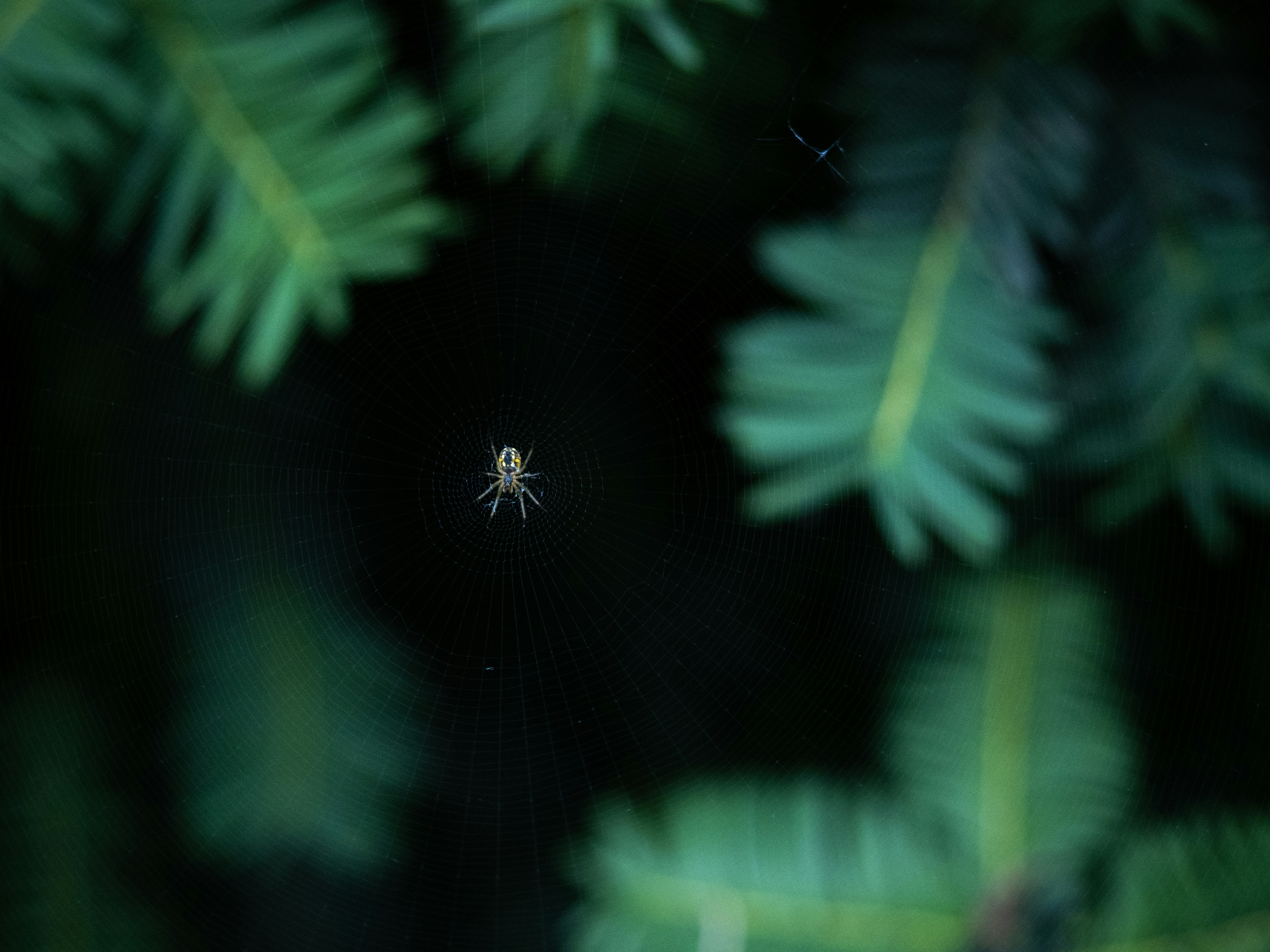 Una abeja en una flor