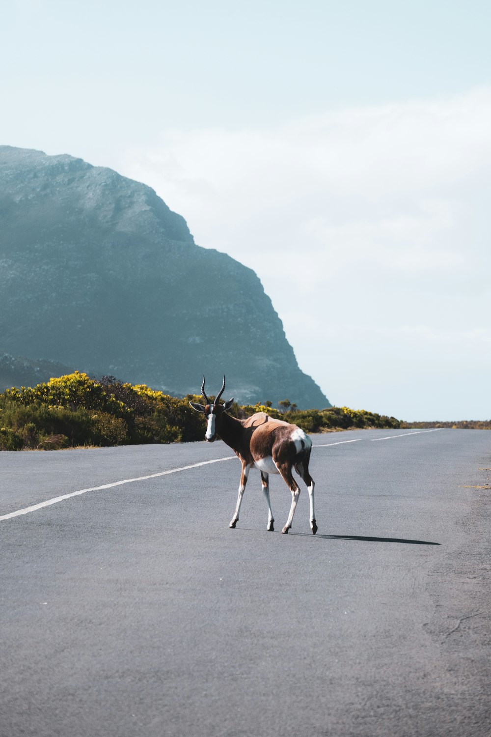 a horned animal walking on a road