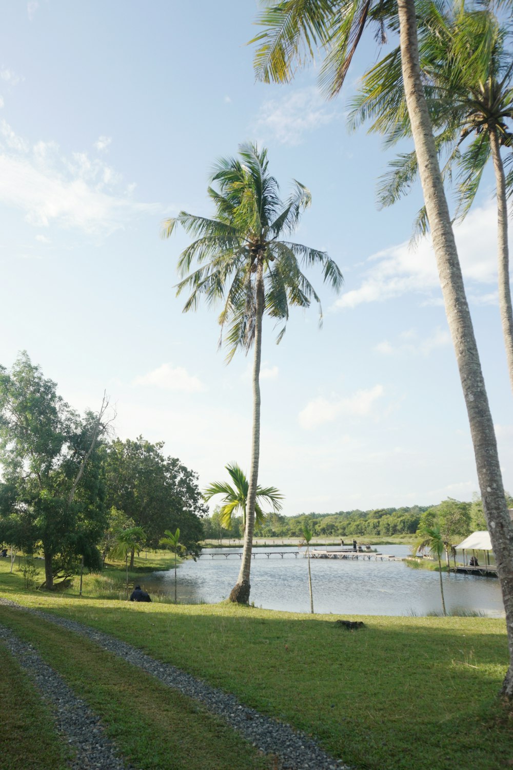 a grassy area with trees and a body of water in the background