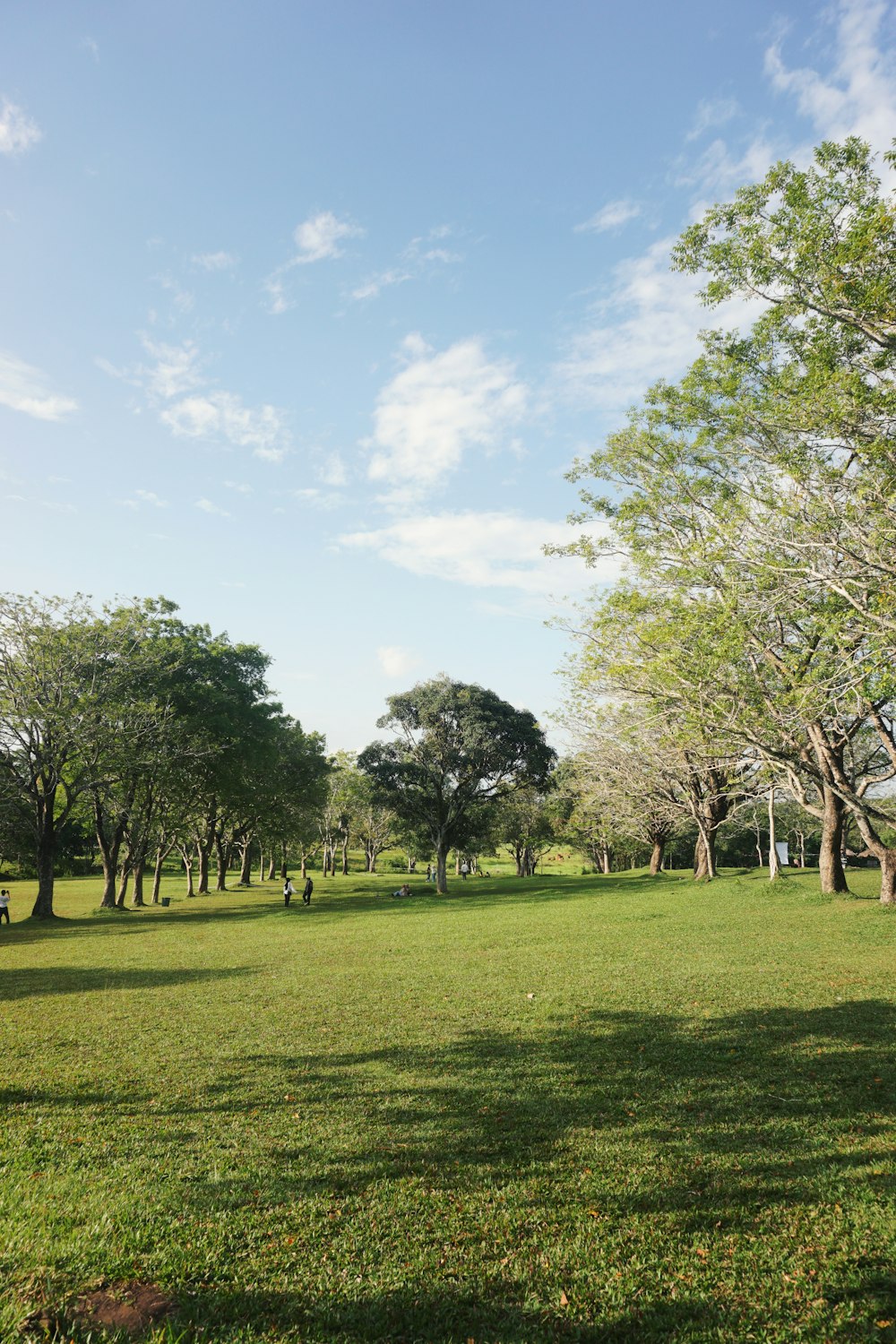 um campo gramado com árvores