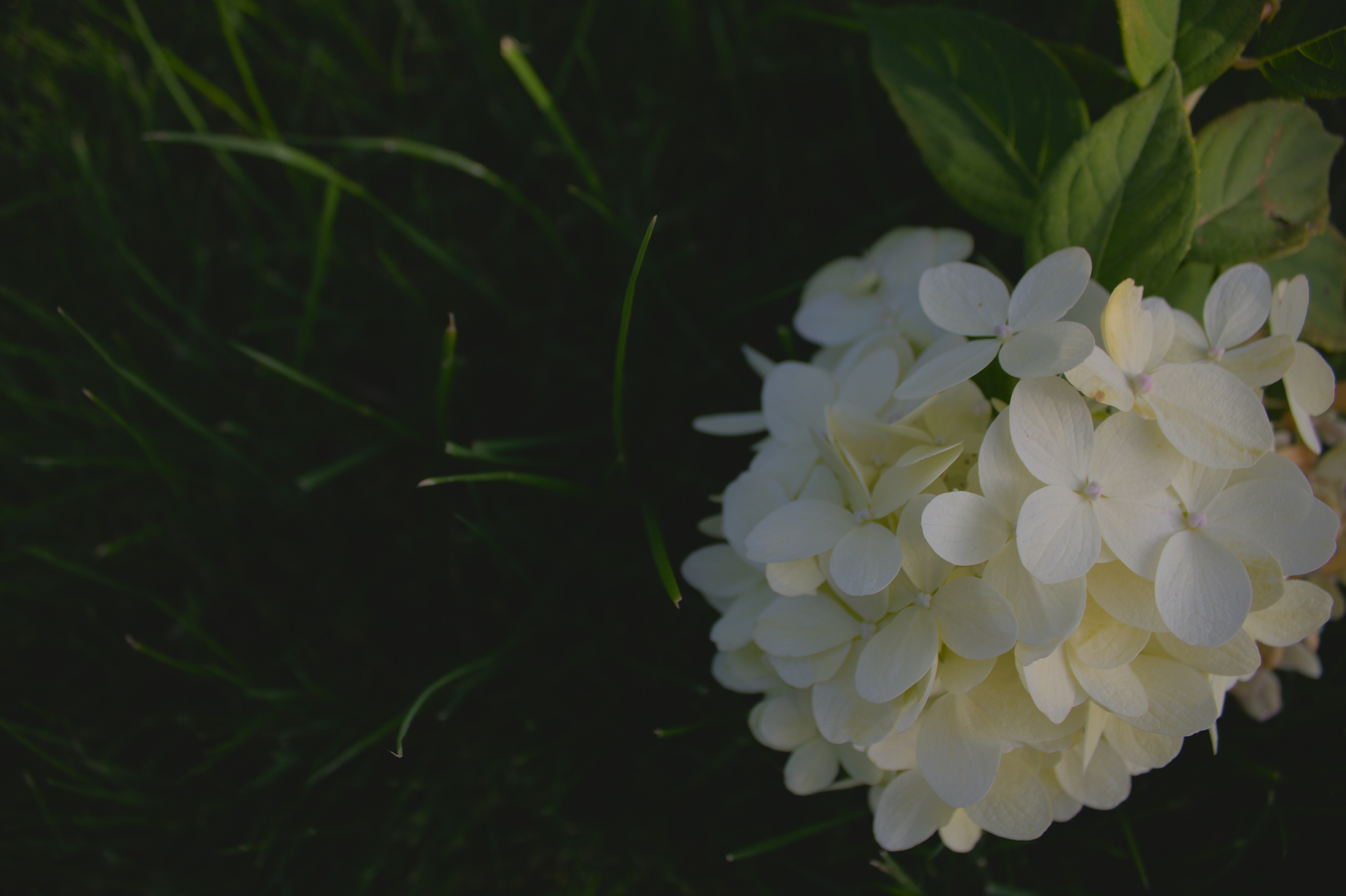 Photo by angelina_podbolotova