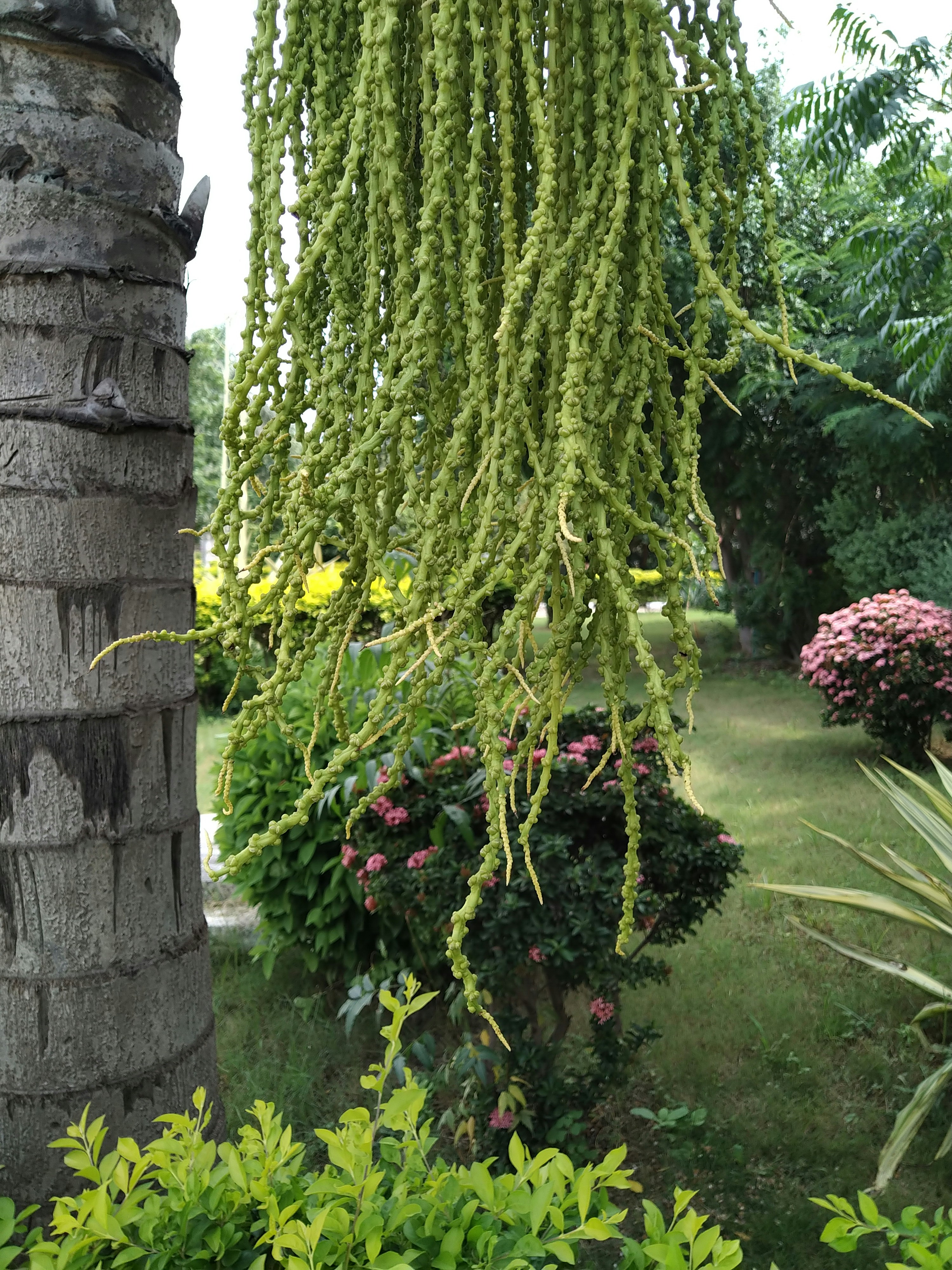 أهمية تلقيح الذكور لأشجار النخيل