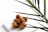 A cluster of glossy brown dates sits on a white rectangular surface, with some green palm fronds partially obscuring the view from the side.