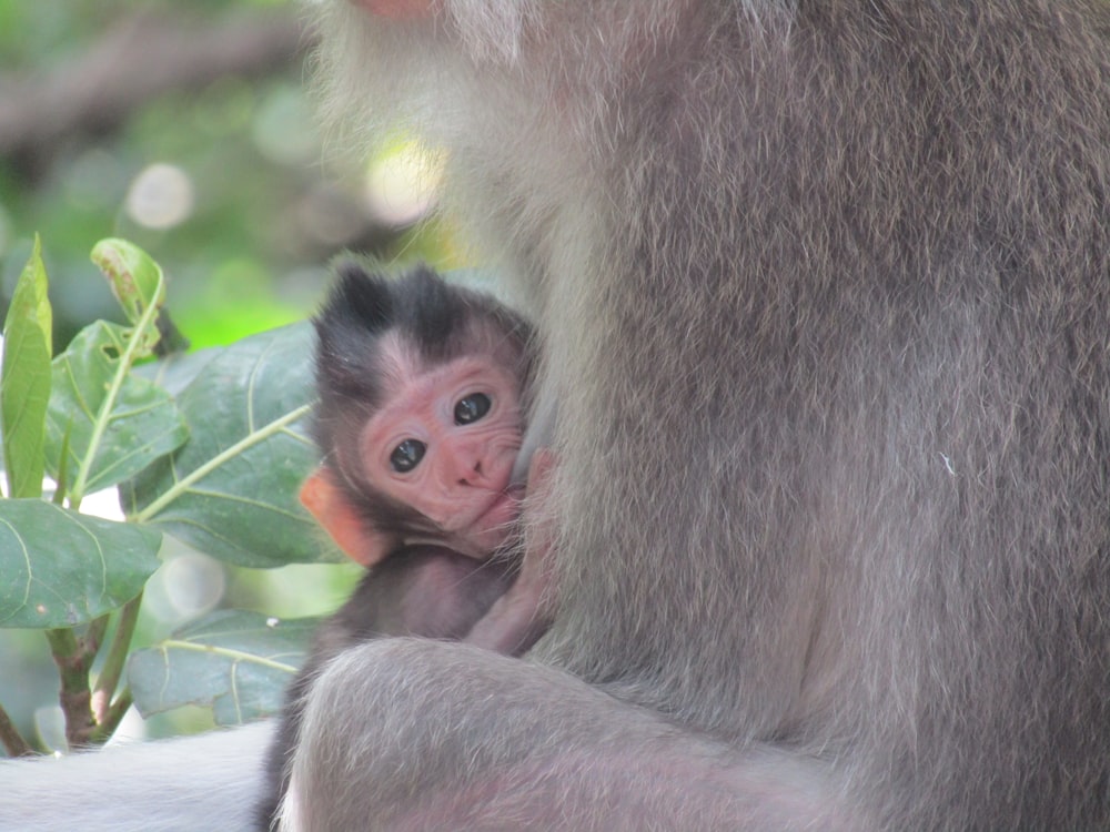 a baby monkey on a person's lap