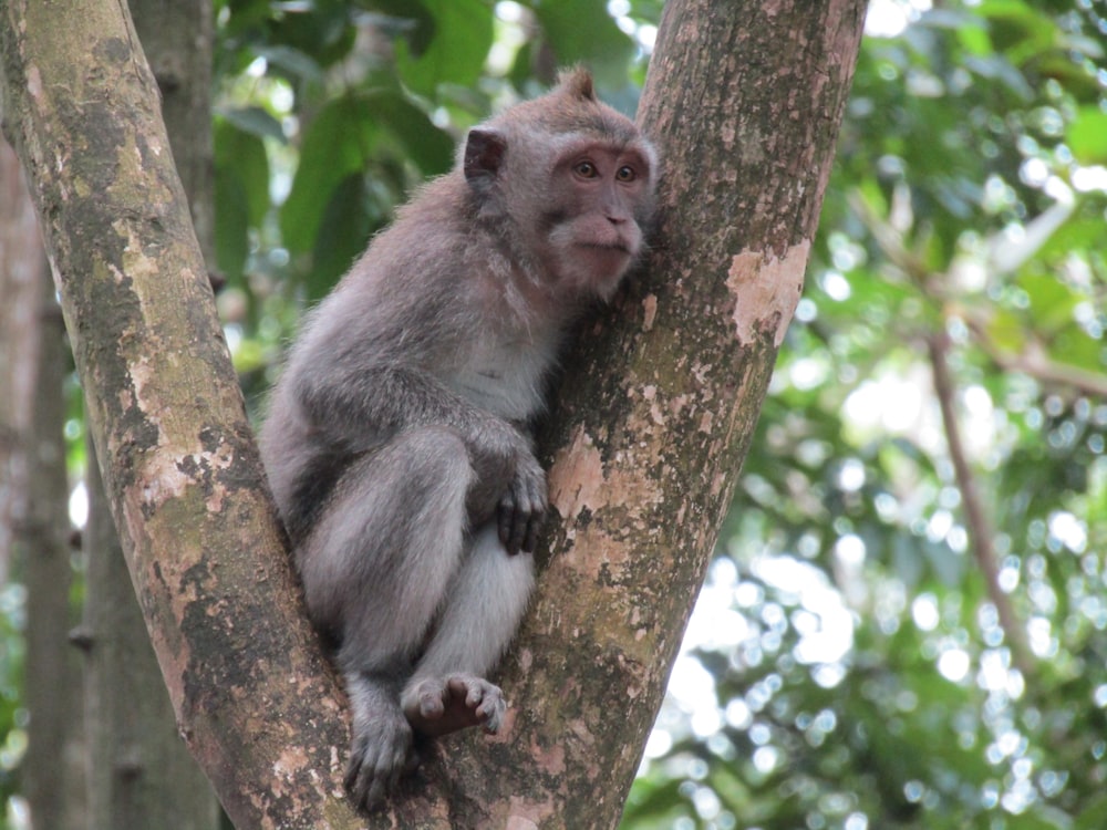 Un mono sentado en un árbol
