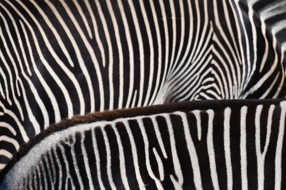 Una zebra a testa bassa