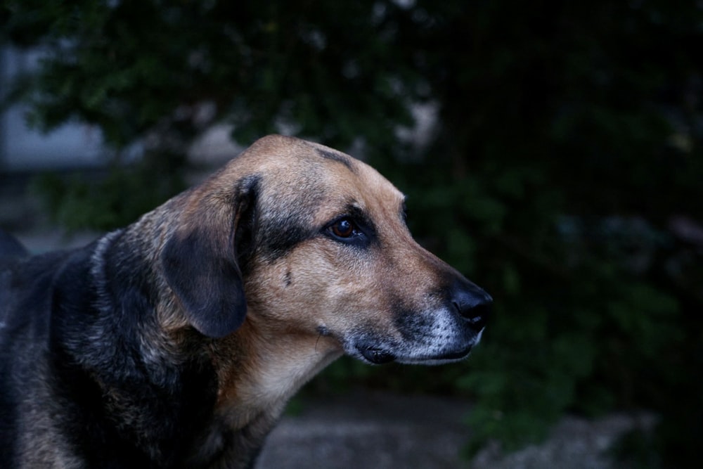 a dog looking at the camera