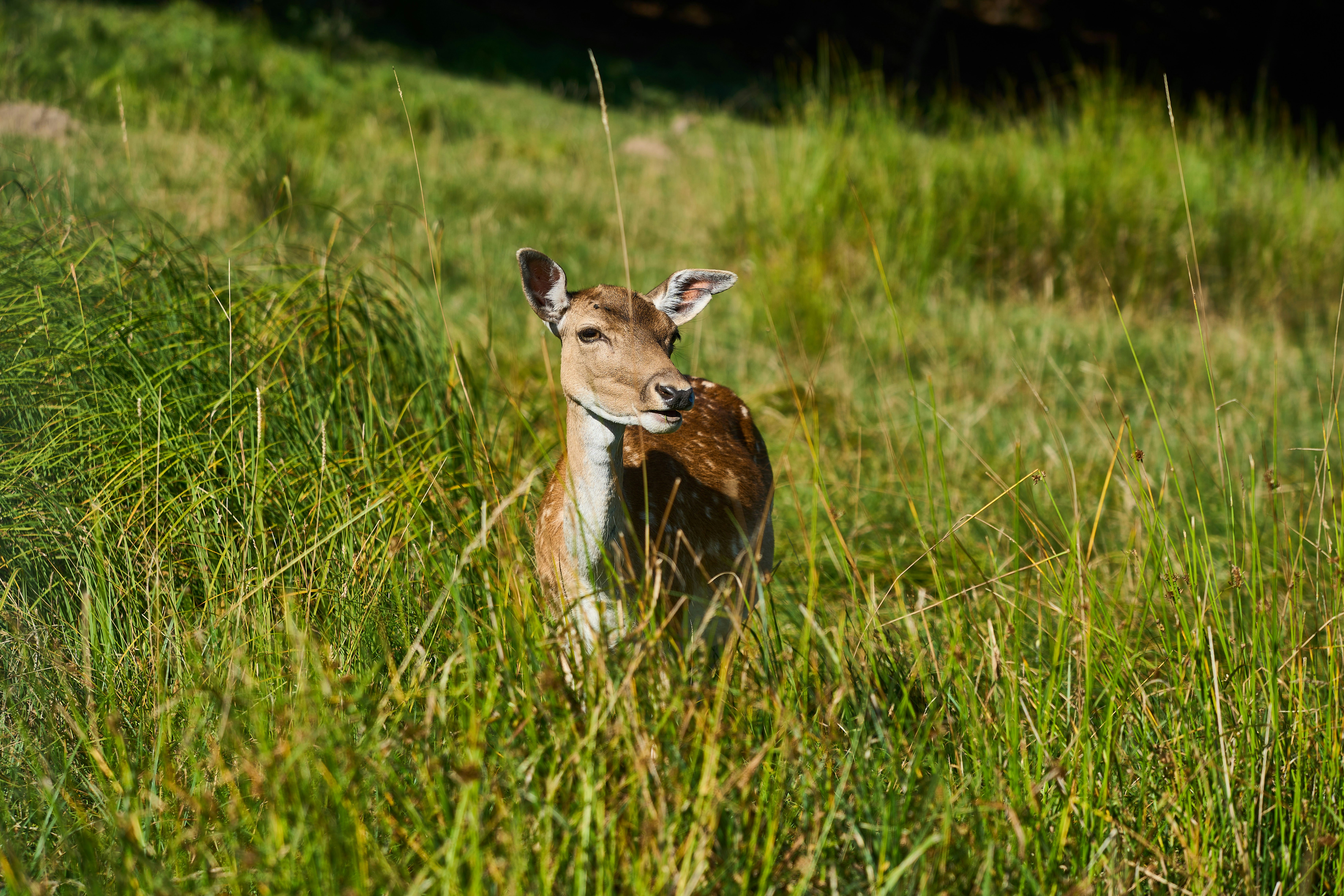 Photo by wolfgang_hasselmann