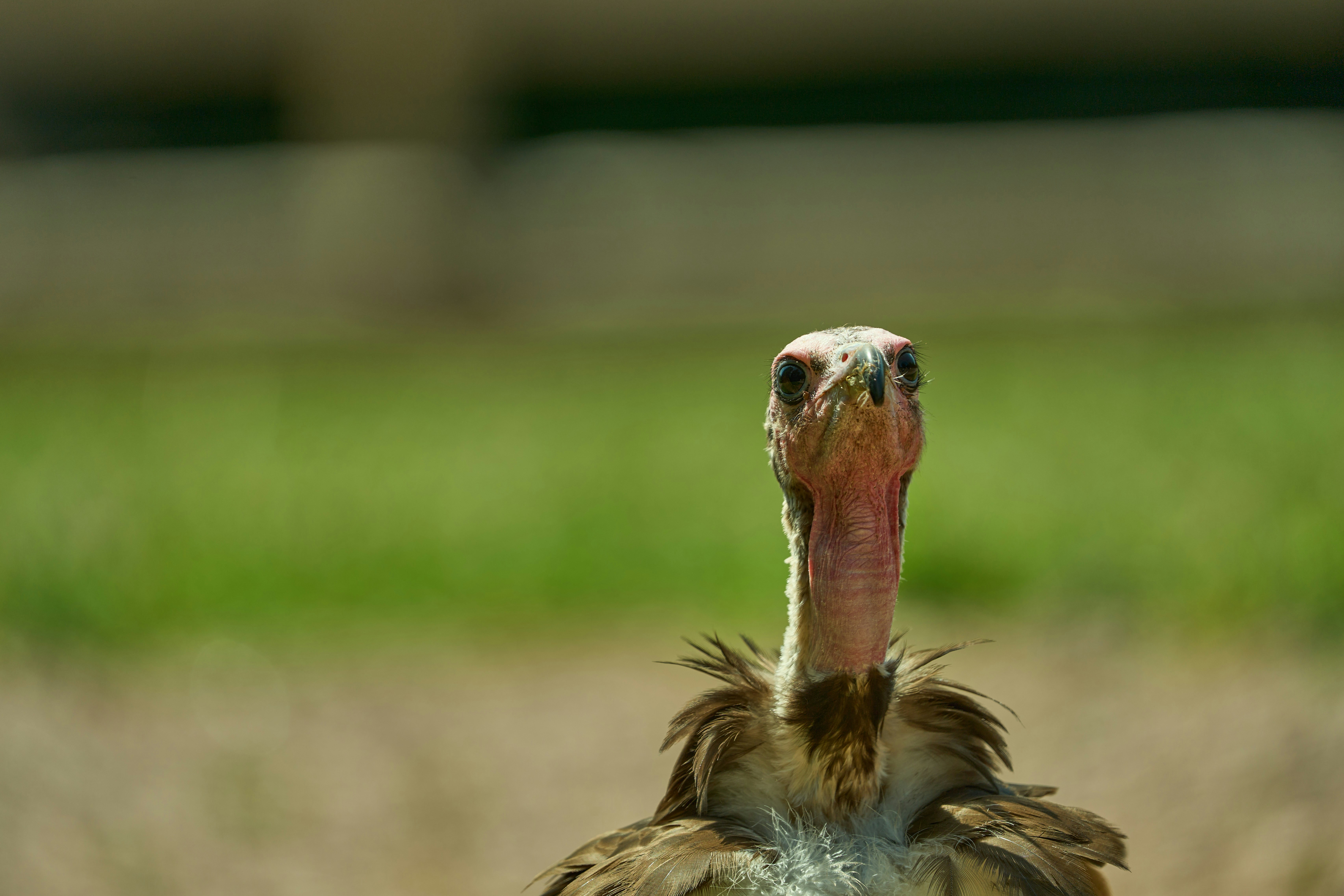 Photo by wolfgang_hasselmann