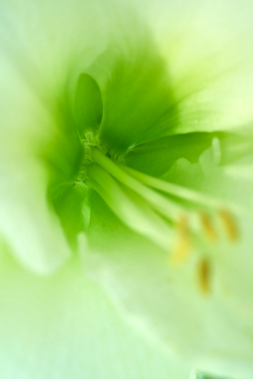 a close up of a flower