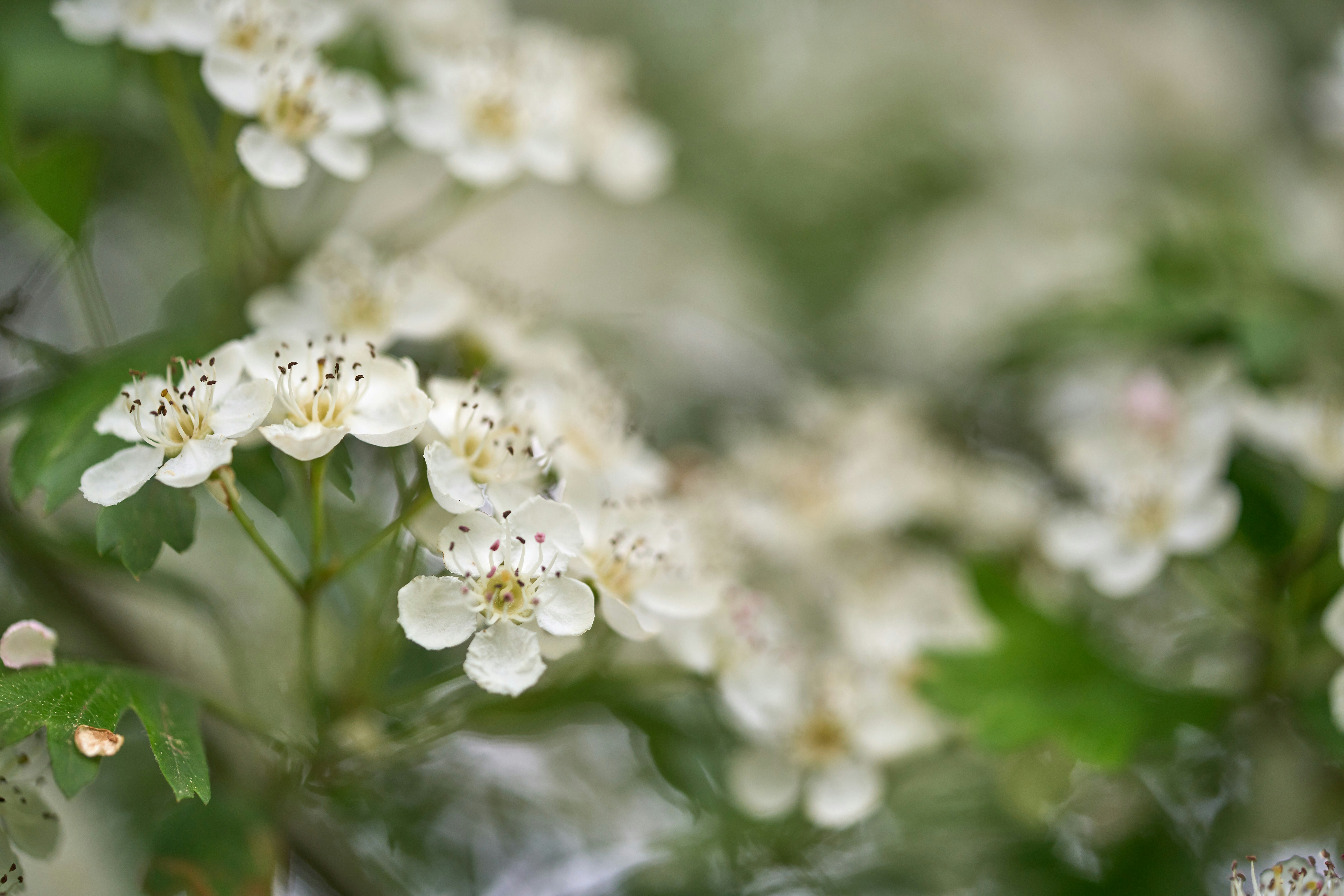 Photo by wolfgang_hasselmann