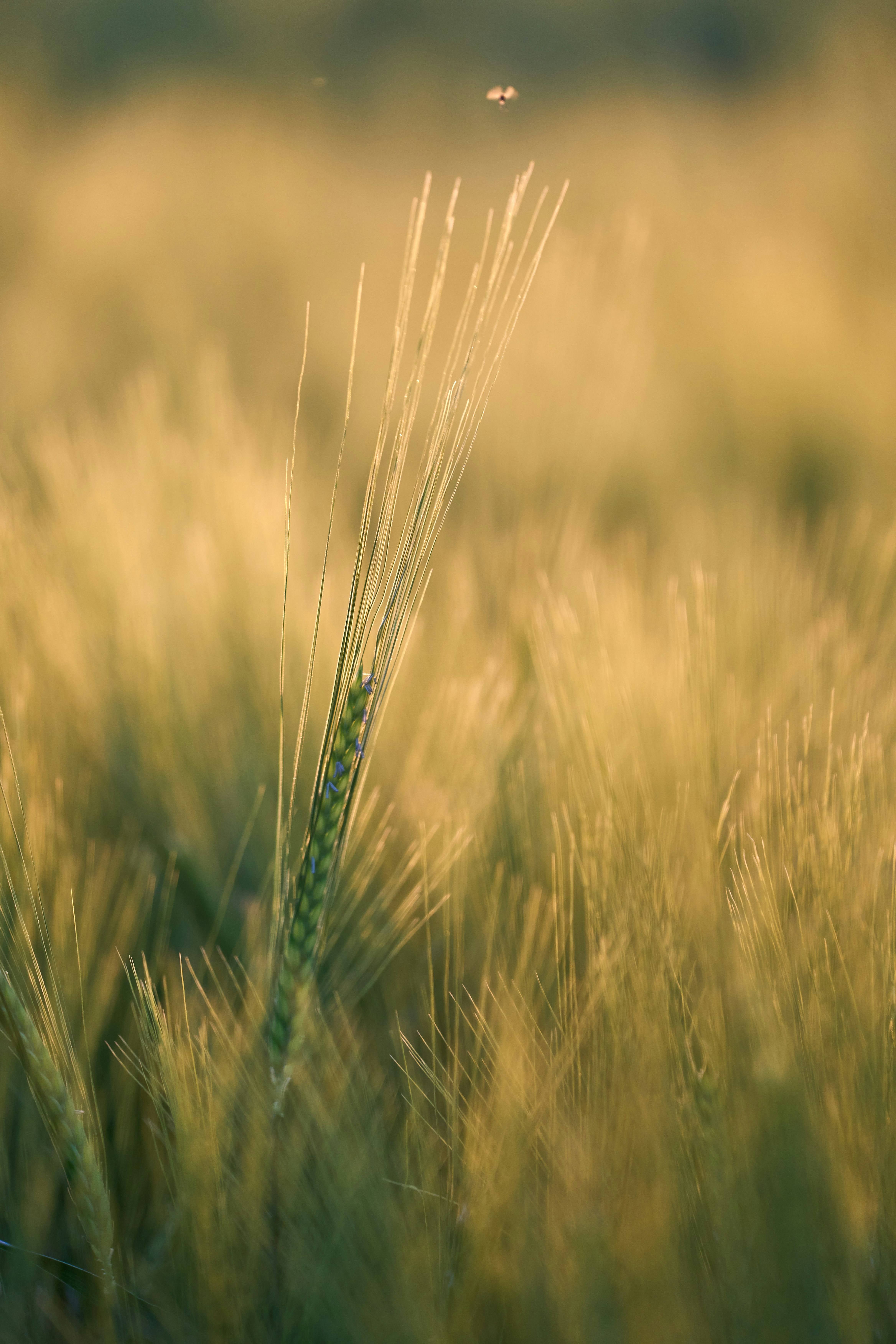 Photo by wolfgang_hasselmann