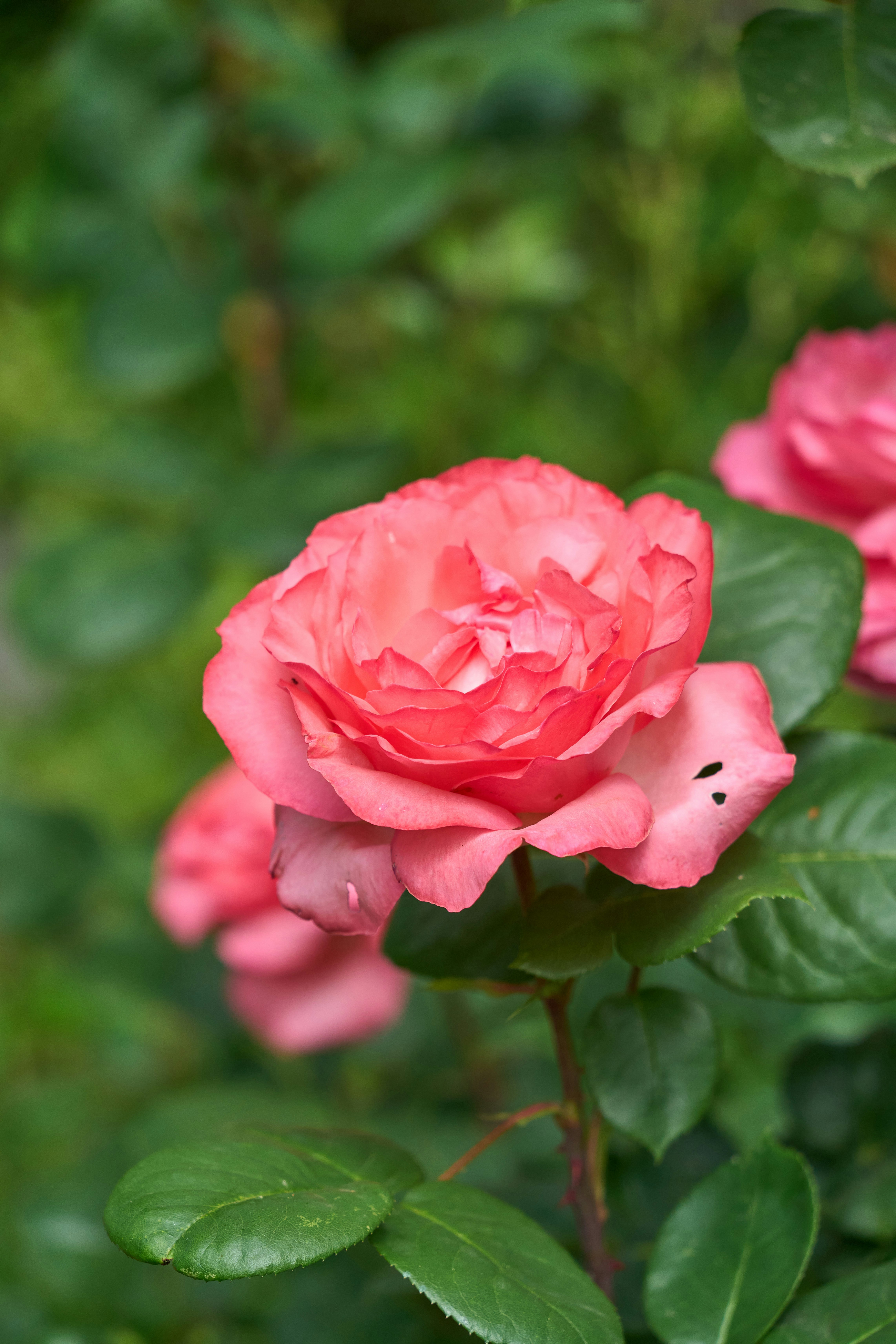 Photo by wolfgang_hasselmann